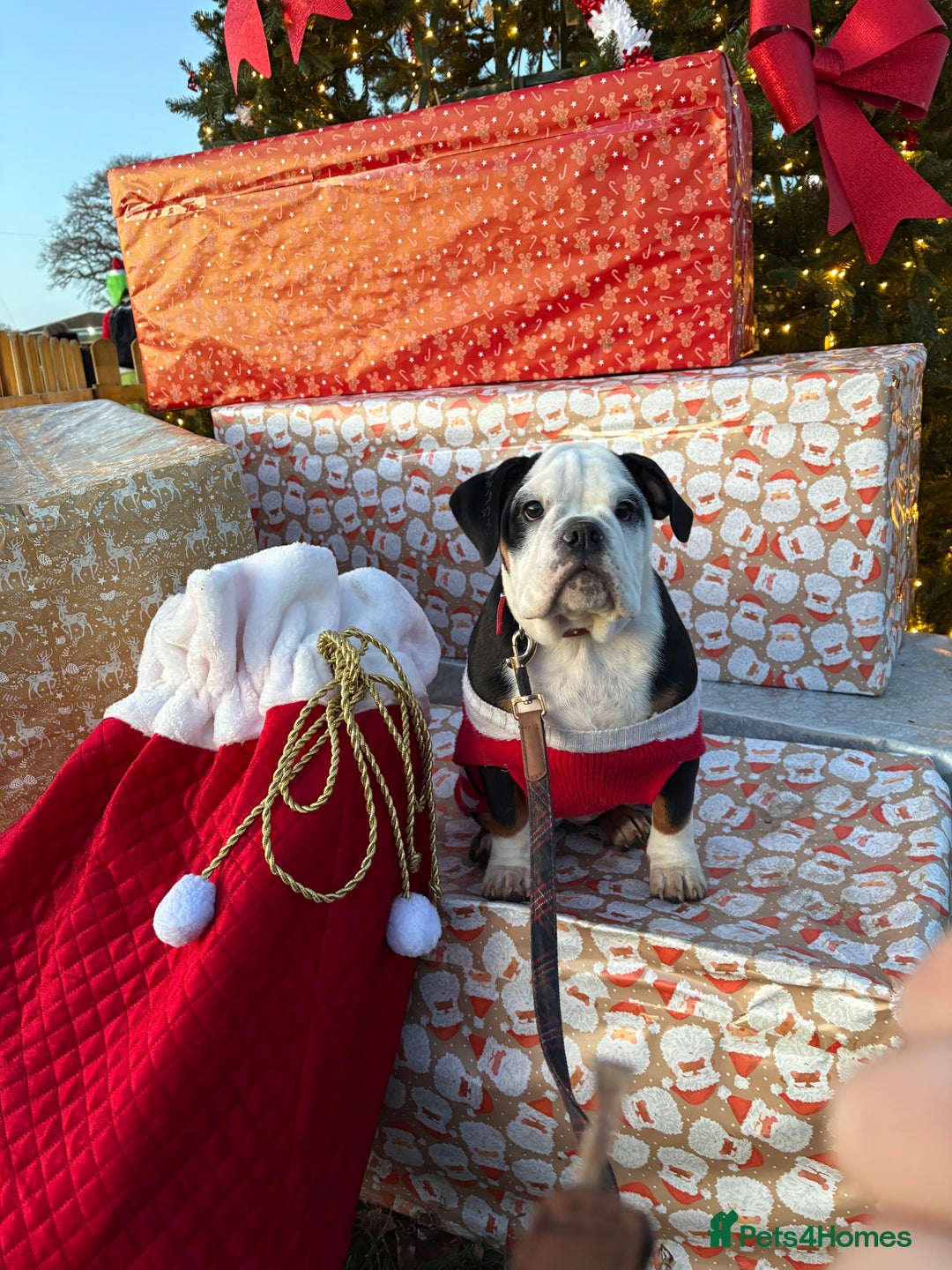 English Bulldog dogs for sale: Gorgeous English bulldog puppies NEBBR REGISTERD - Advert 23