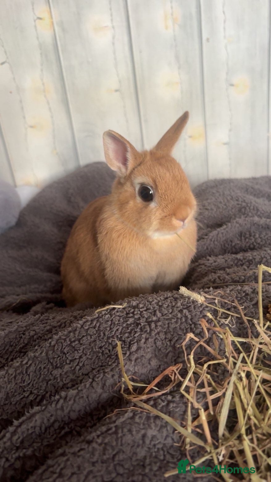Mixed Breed rabbits for sale: Norwegian Dwarf Female - Advert 1