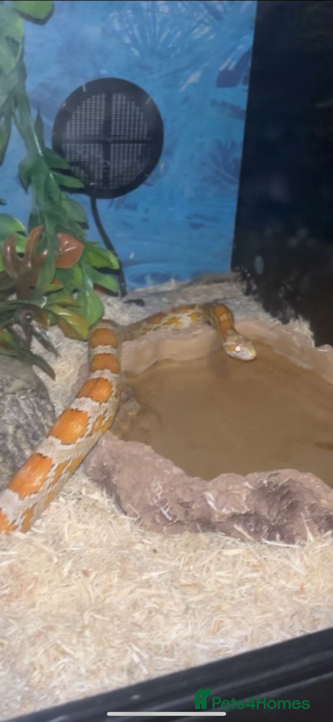 Corn Snake reptiles for sale: Orange Corn Snake  - Advert 3