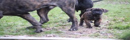 Presa Canario dogs for sale: Presa Canario Puppies (Recognised Breeder) - Advert 25