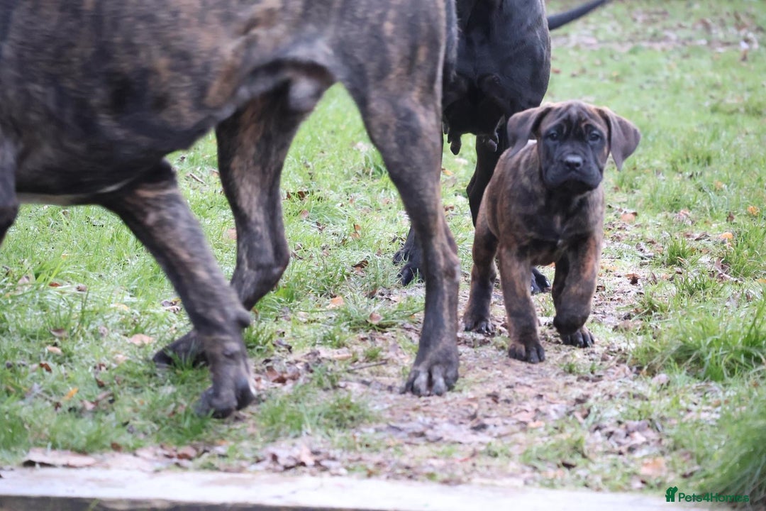 Presa Canario dogs for sale: Presa Canario Puppies (Recognised Breeder) - Advert 25