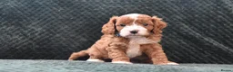 Cavapoo dogs for sale: Toy F1 Cavapoo Puppies Fully Dna Clear. - Advert 20