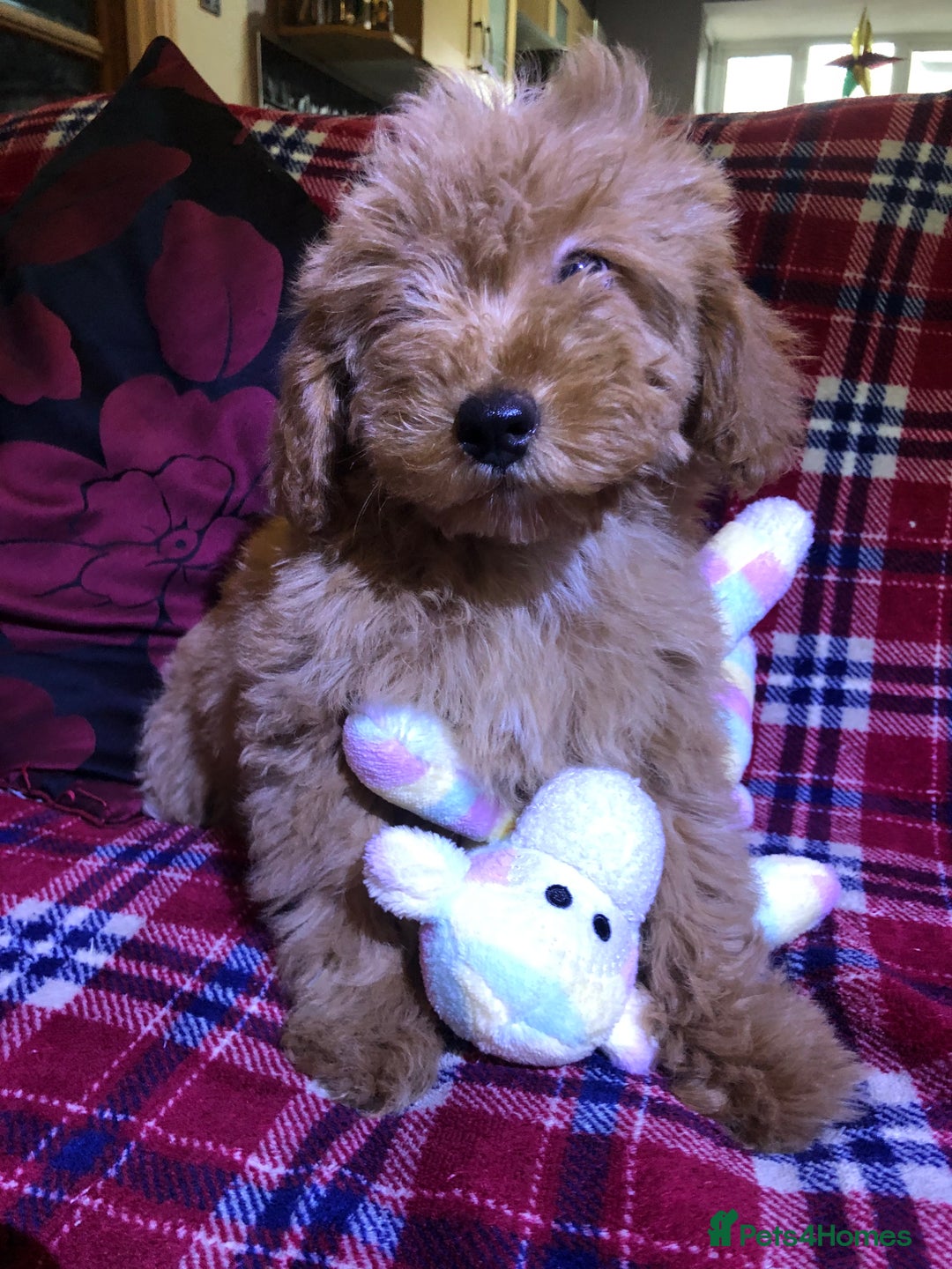 Cockapoo dogs for sale: Cockapoo puppies for sale  - Advert 31