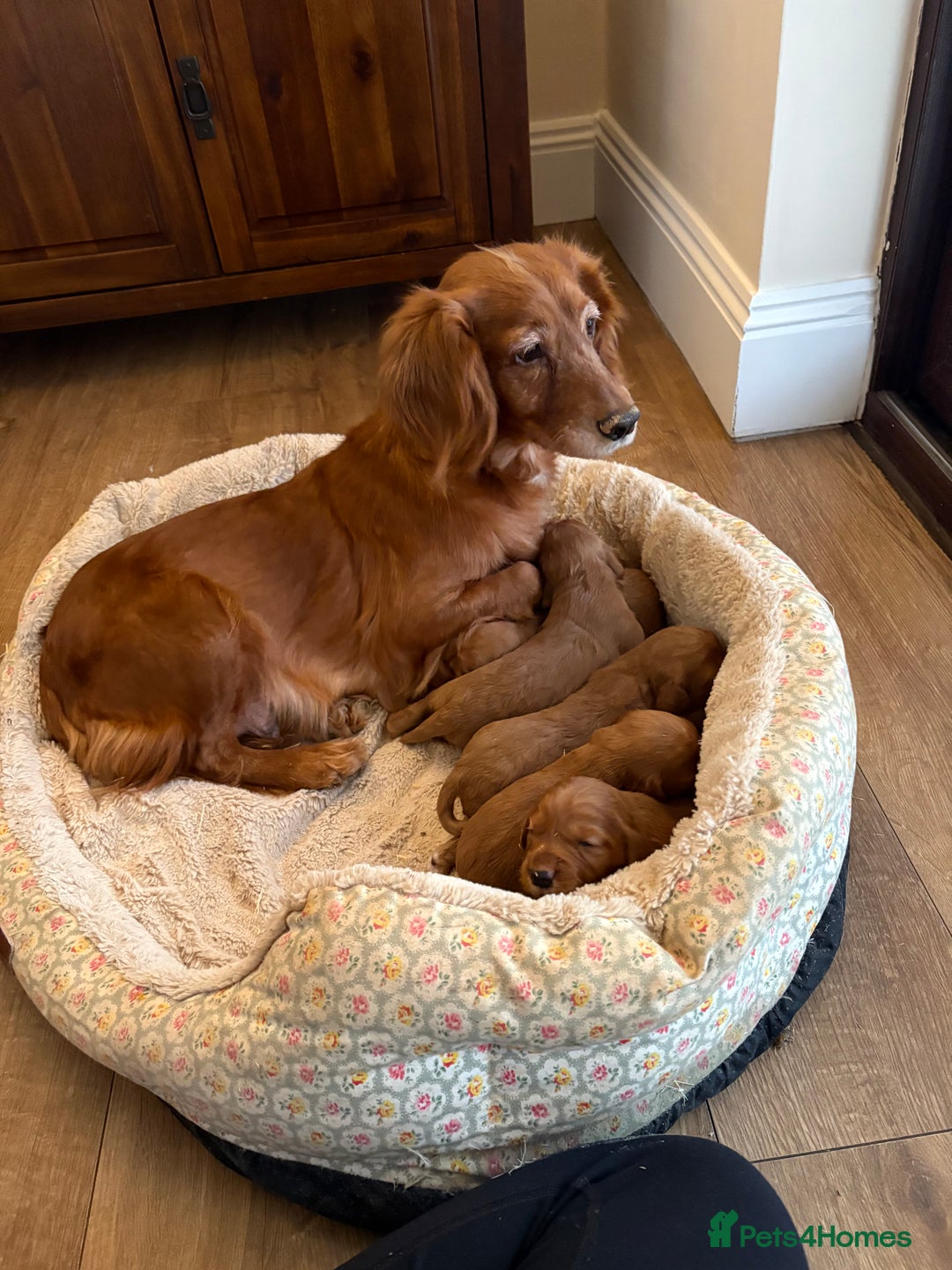 Cocker Spaniel dogs for sale: Cocker spaniels - Advert 1