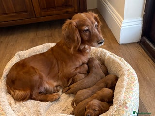 Cocker Spaniel dogs Cocker spaniels - Advert 2