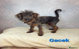 Australian Labradoodle dogs for sale: Australian Labradoodle × Fox Terrier Puppies - Image 5