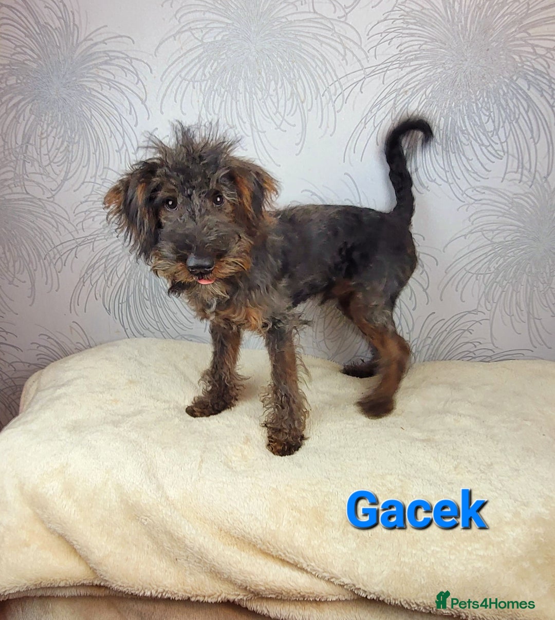 Australian Labradoodle dogs for sale: Australian Labradoodle × Fox Terrier Puppies - Image 5