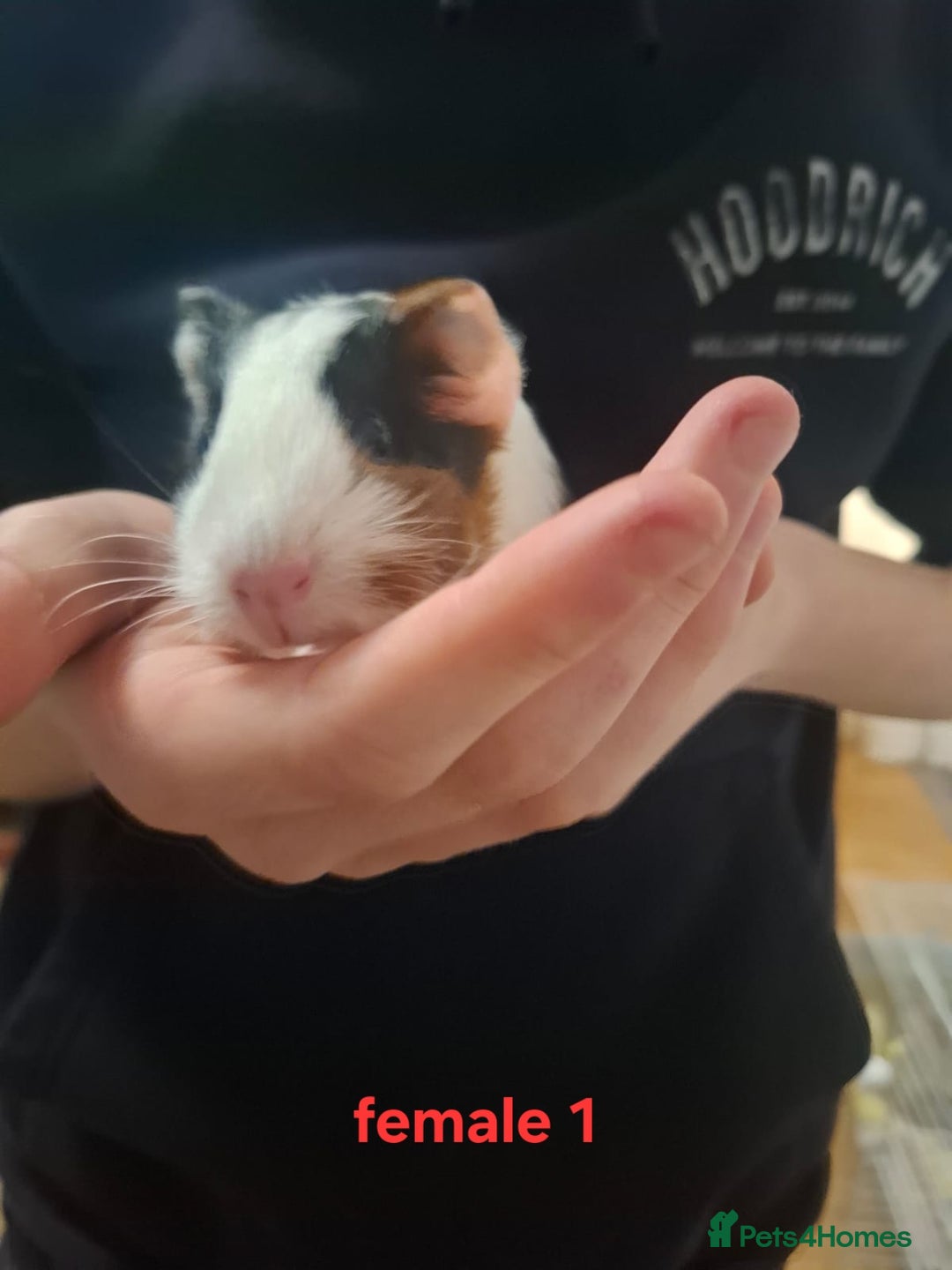 Guinea Pig rodents for sale: 13 guinea pigs mixed breed - Advert 2