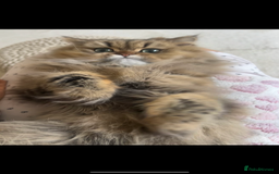 Persian cats for sale: GOLDEN PERSIAN BOY💎Looking for new home  - Image 2