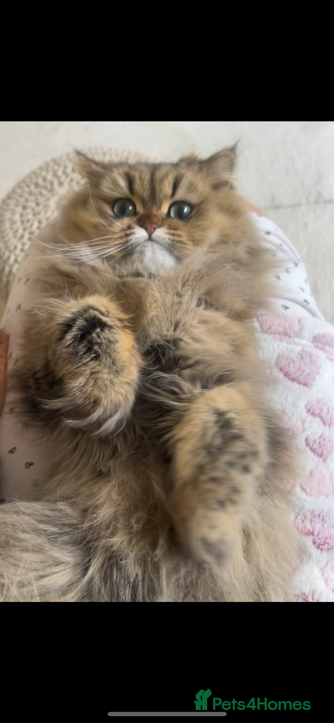 Persian cats for sale: GOLDEN PERSIAN BOY💎Looking for new home  - Image 2