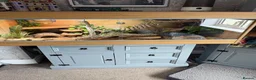 Bearded Dragon reptiles for sale: Year old bearded dragon for sale - Advert 5
