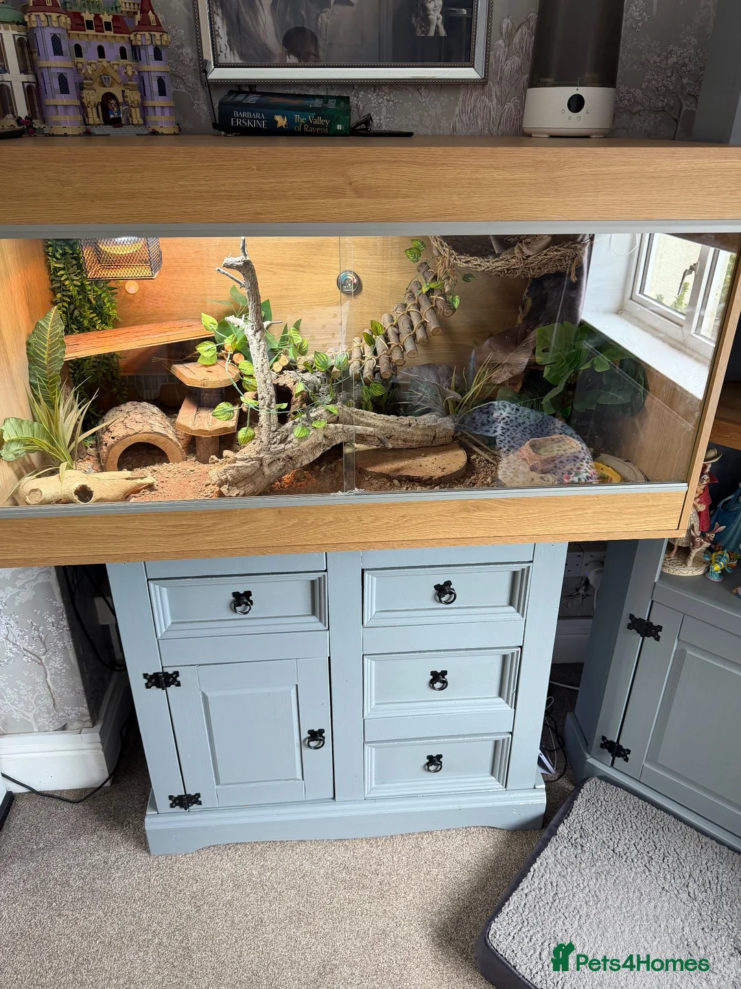 Bearded Dragon reptiles for sale: Year old bearded dragon for sale - Advert 5