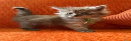 Maine Coon cats for sale: 6 Healthy Newly Born babies - Advert 7