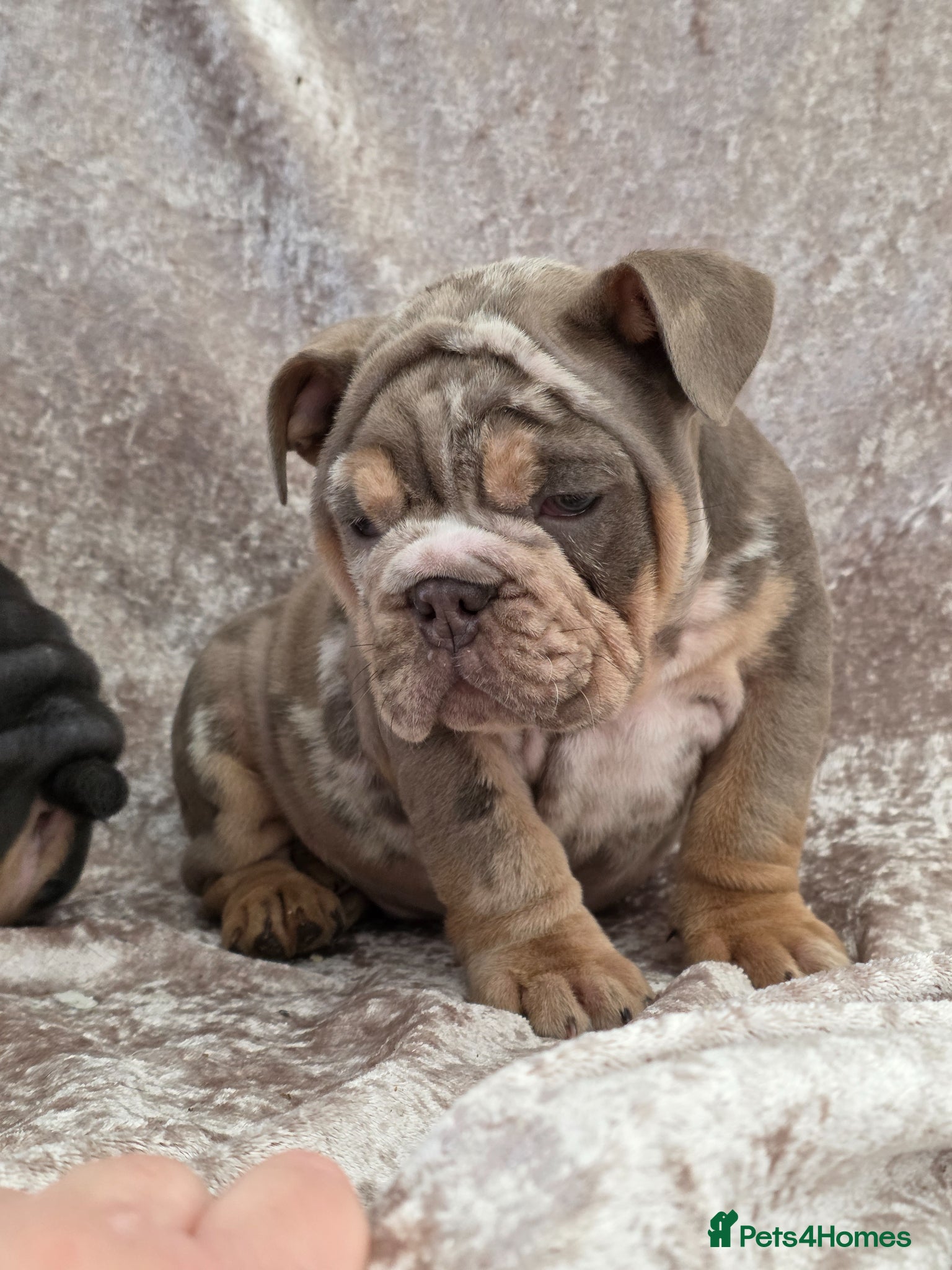 English Bulldog dogs British bulldog pups ready now  - Advert 14
