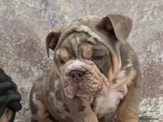 English Bulldog dogs British bulldog pups ready now - Advert 14