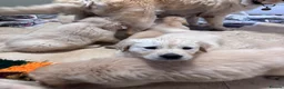 Golden Retriever dogs for sale: Golden retriever puppies - Advert 16