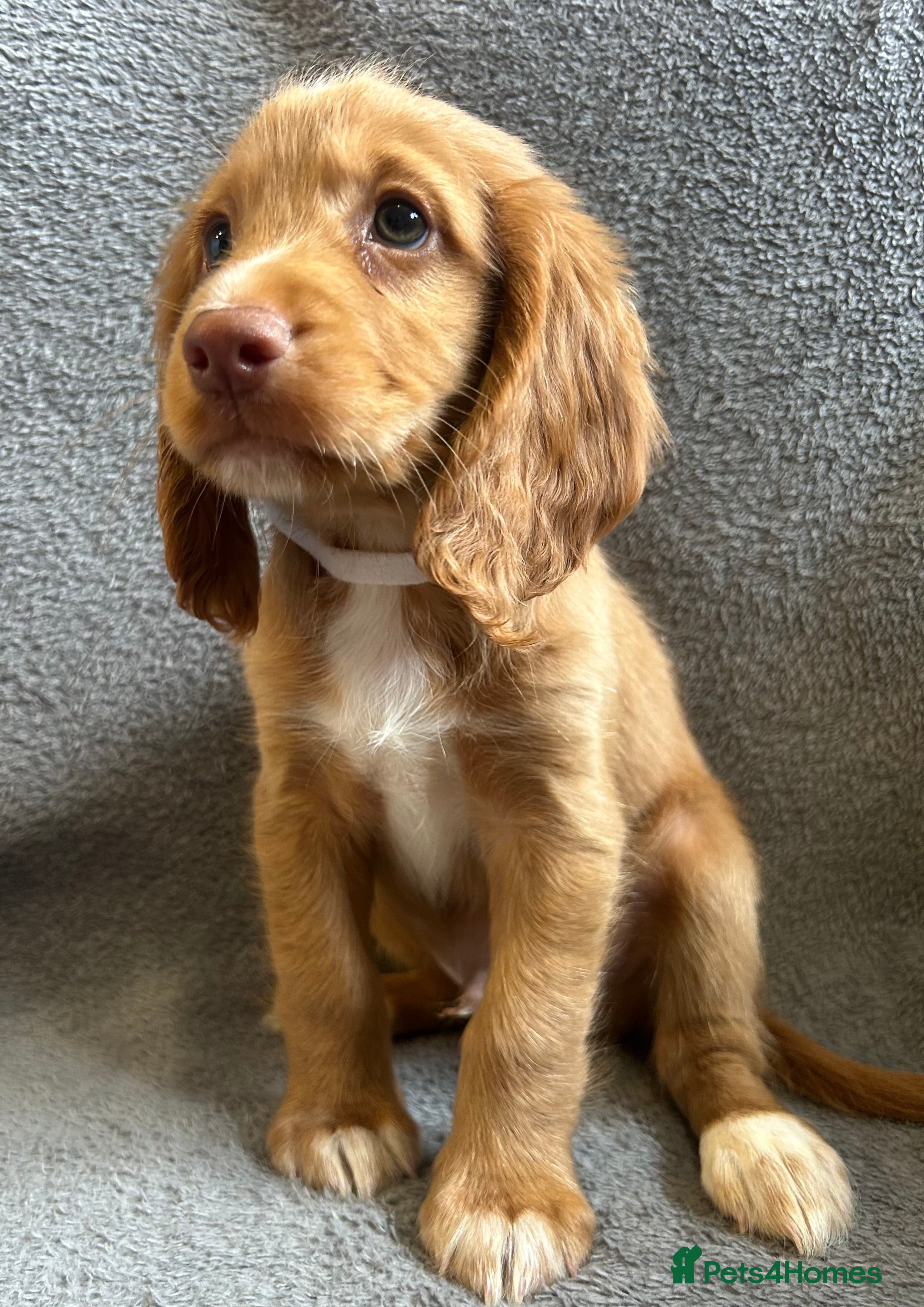 Cocker Spaniel dogs Cocker spaniel puppies - Advert 8