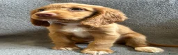 Cocker Spaniel dogs for sale: Cocker spaniel puppies - Advert 5