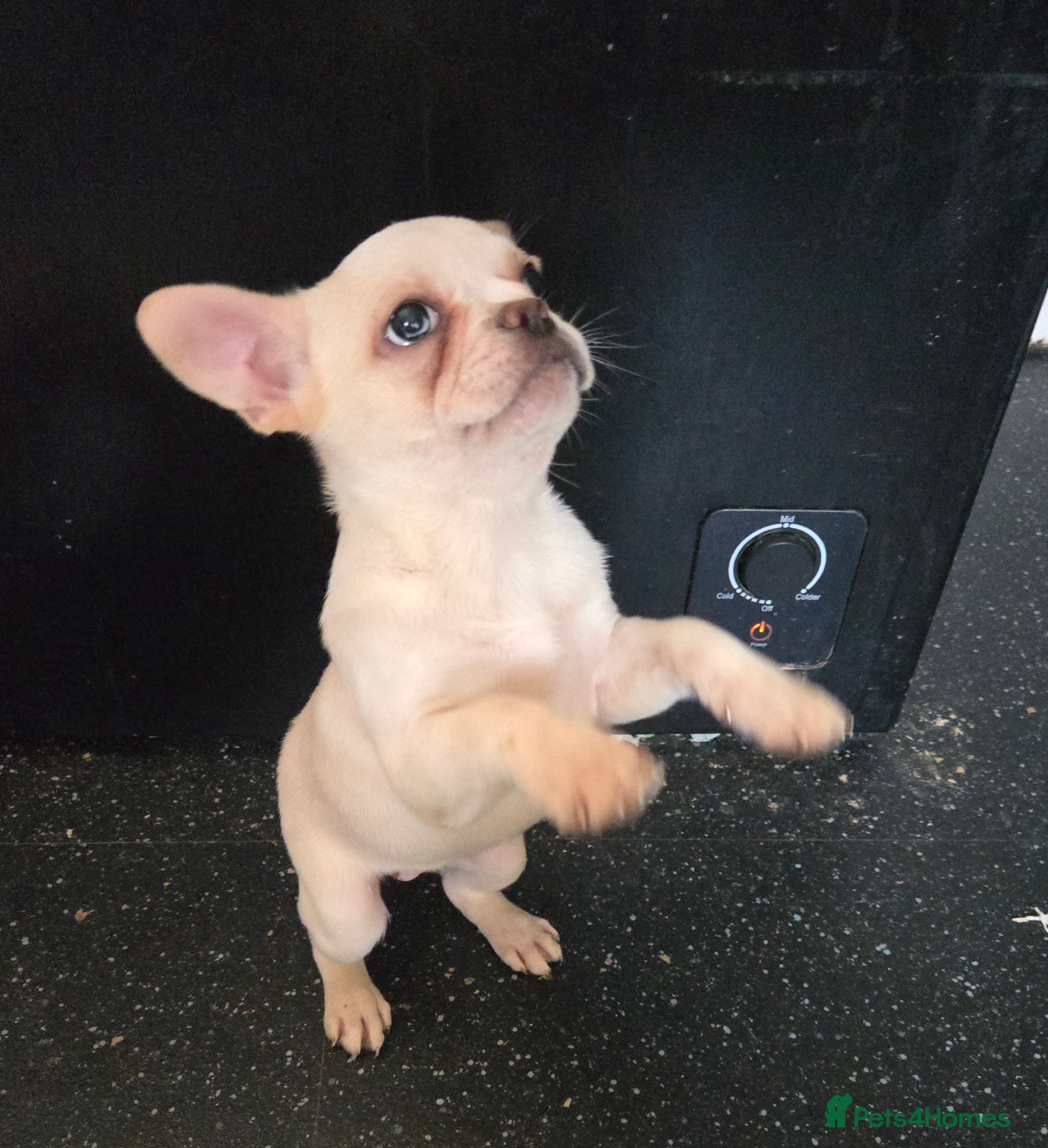 French Bulldog dogs French bulldog pups pink/fluffy READY NOW - Advert 16