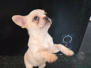 French Bulldog dogs French bulldog pups pink/fluffy READY NOW - Advert 16