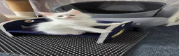 Maine Coon cats for sale: Kittens - Advert 5
