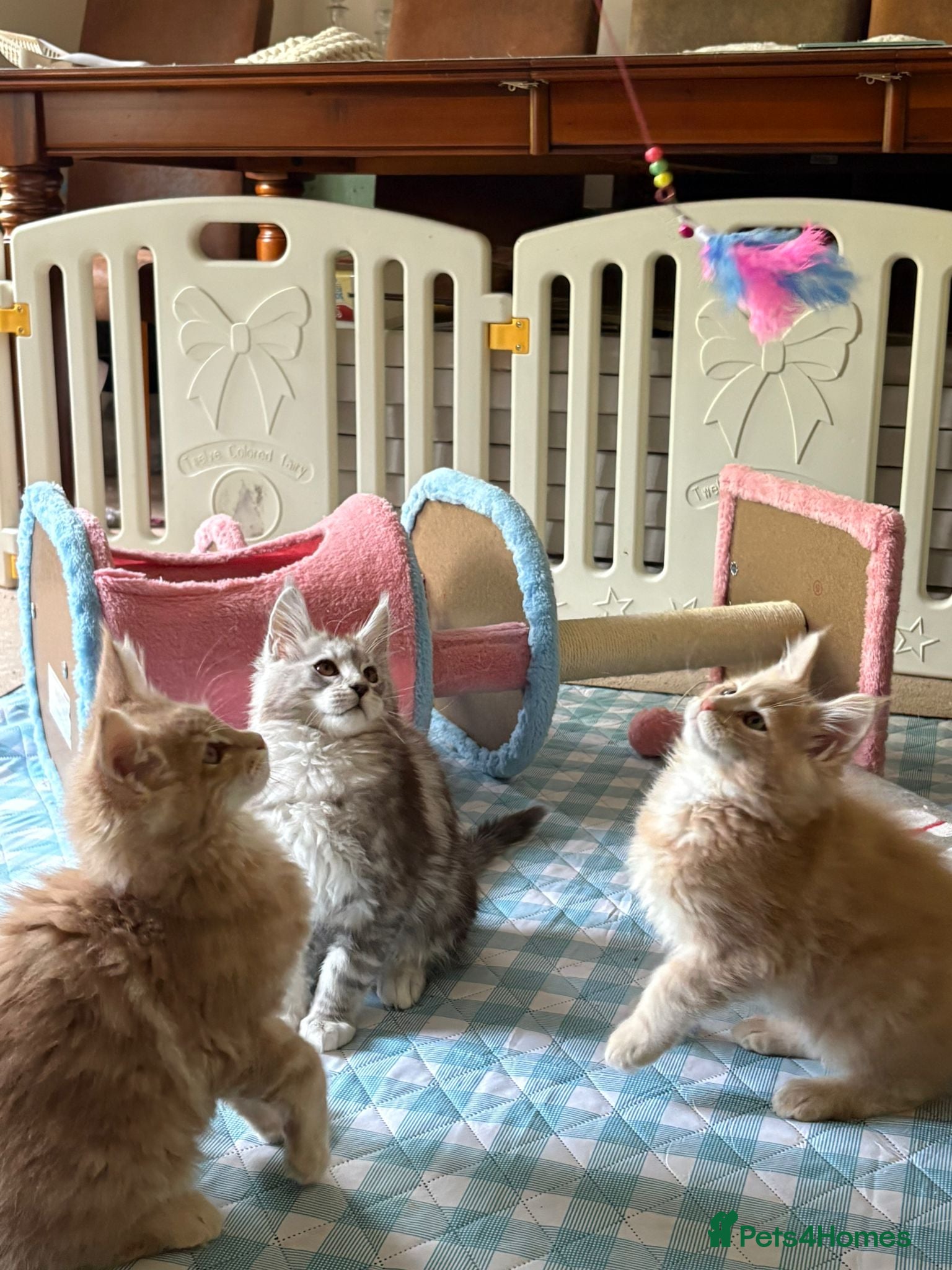 Maine Coon cats Beautiful Maine Coon Kittens (TICA) READY NOW  - Advert 2