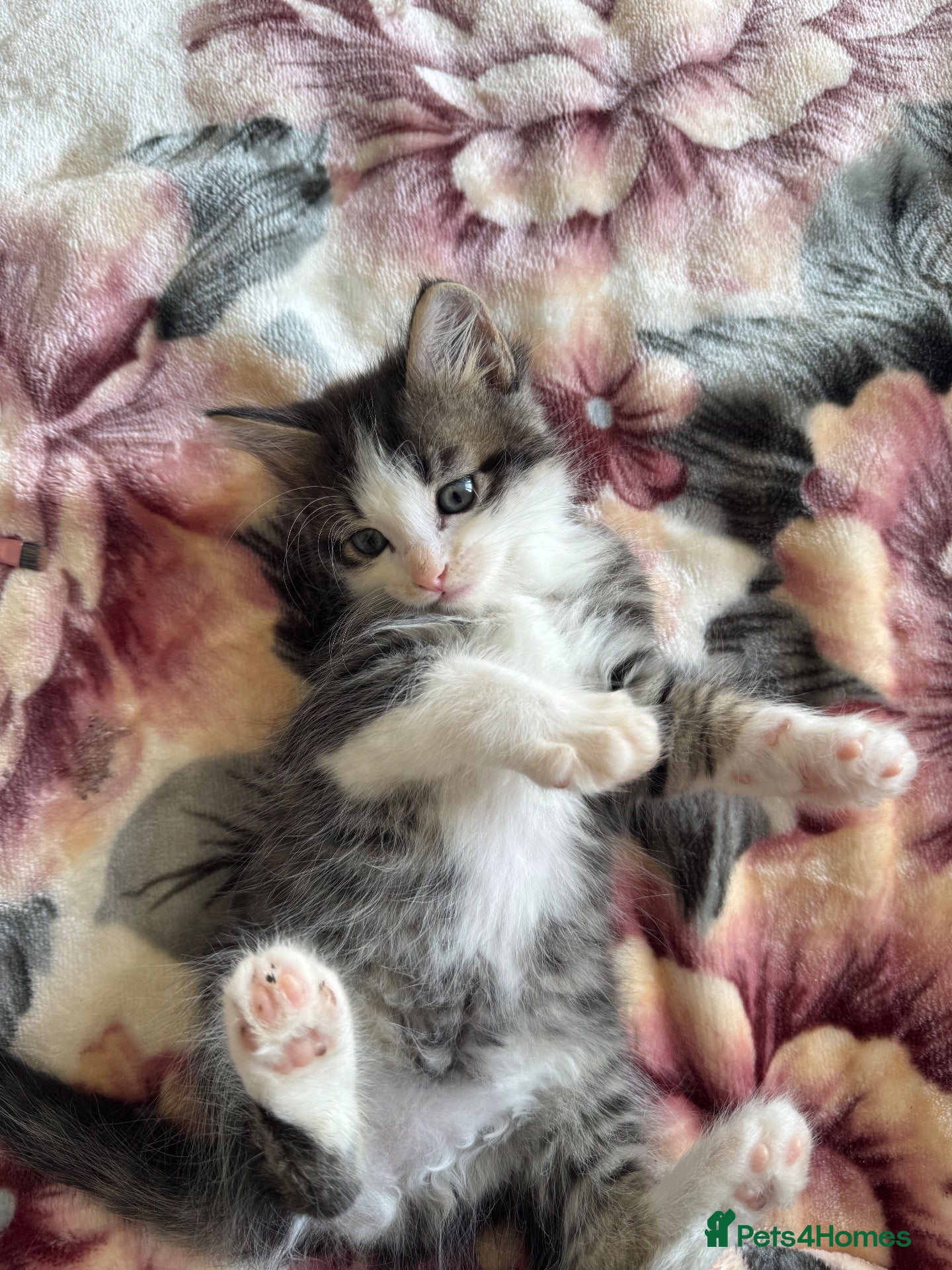 American Shorthair cats Cute kittens for sale  - Advert 8