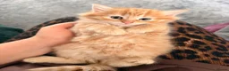 Mixed Breed cats for sale: Kitten for sale  - Advert 3