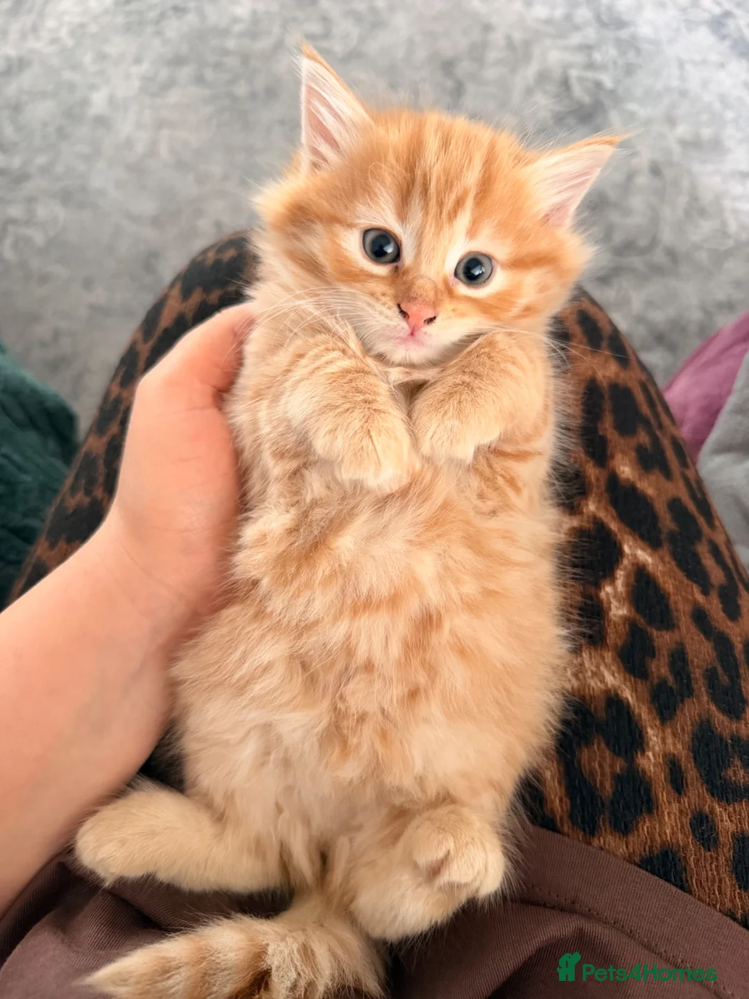 Mixed Breed cats for sale: Kitten for sale  - Advert 3