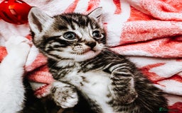 Mixed Breed cats for sale: 4 Gorgeous Tabby Kittens  - Image 6