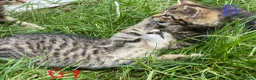 European cats for sale: 3 kittens for sale - Advert 15