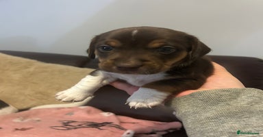 Mixed Breed dogs - Advert 1