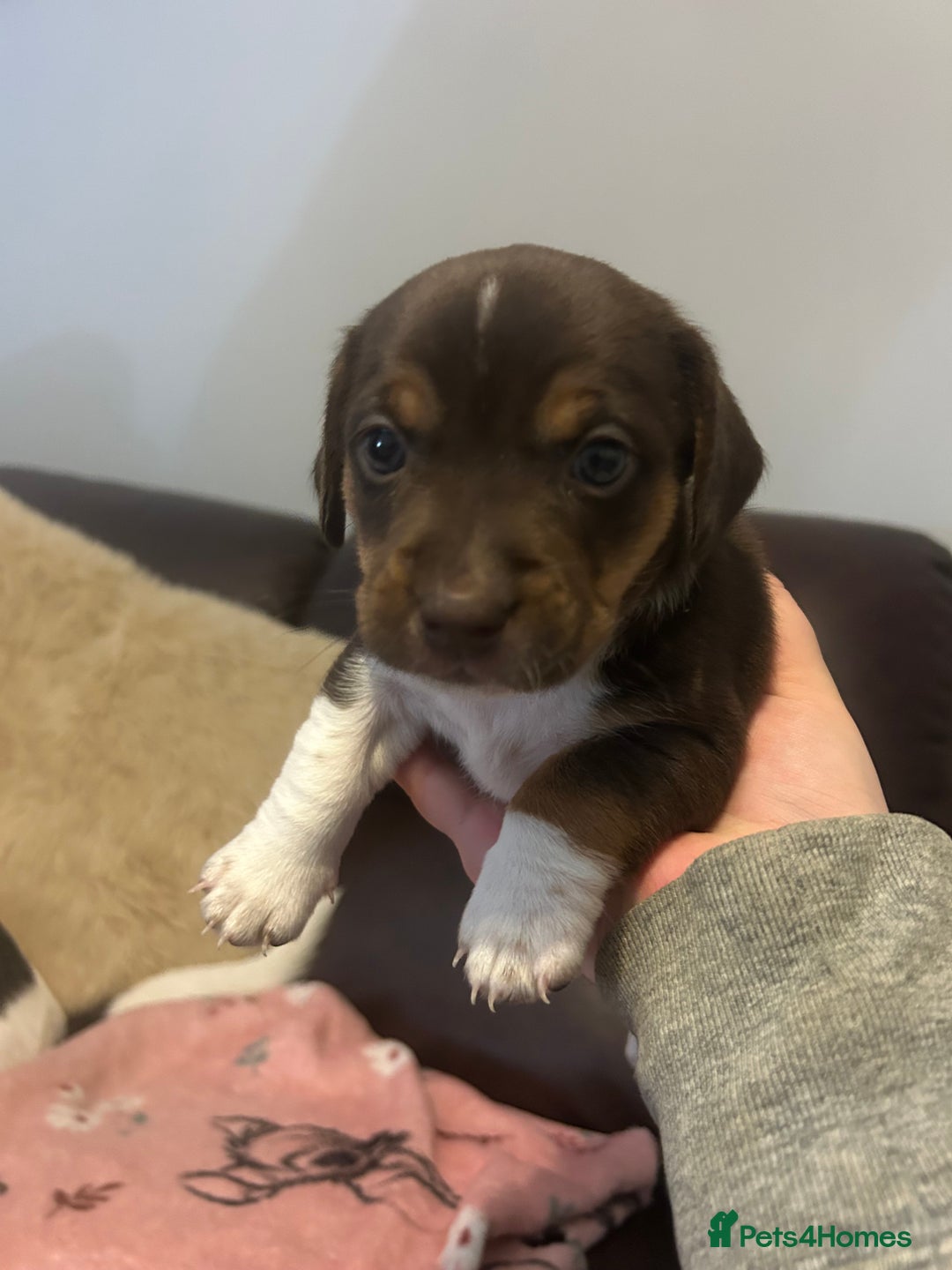 Mixed Breed dogs for sale: Jack-Chi Puppies - 2 Boys Left - Image 2
