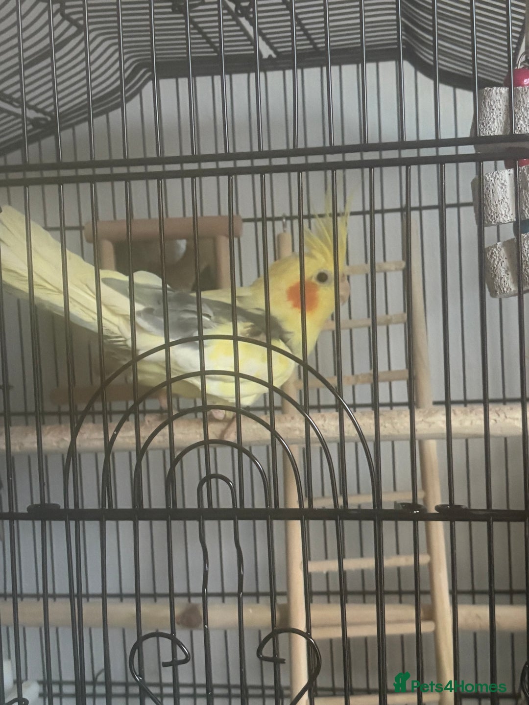 Cockatiels birds for sale: Cockatiel For sale - Advert 3