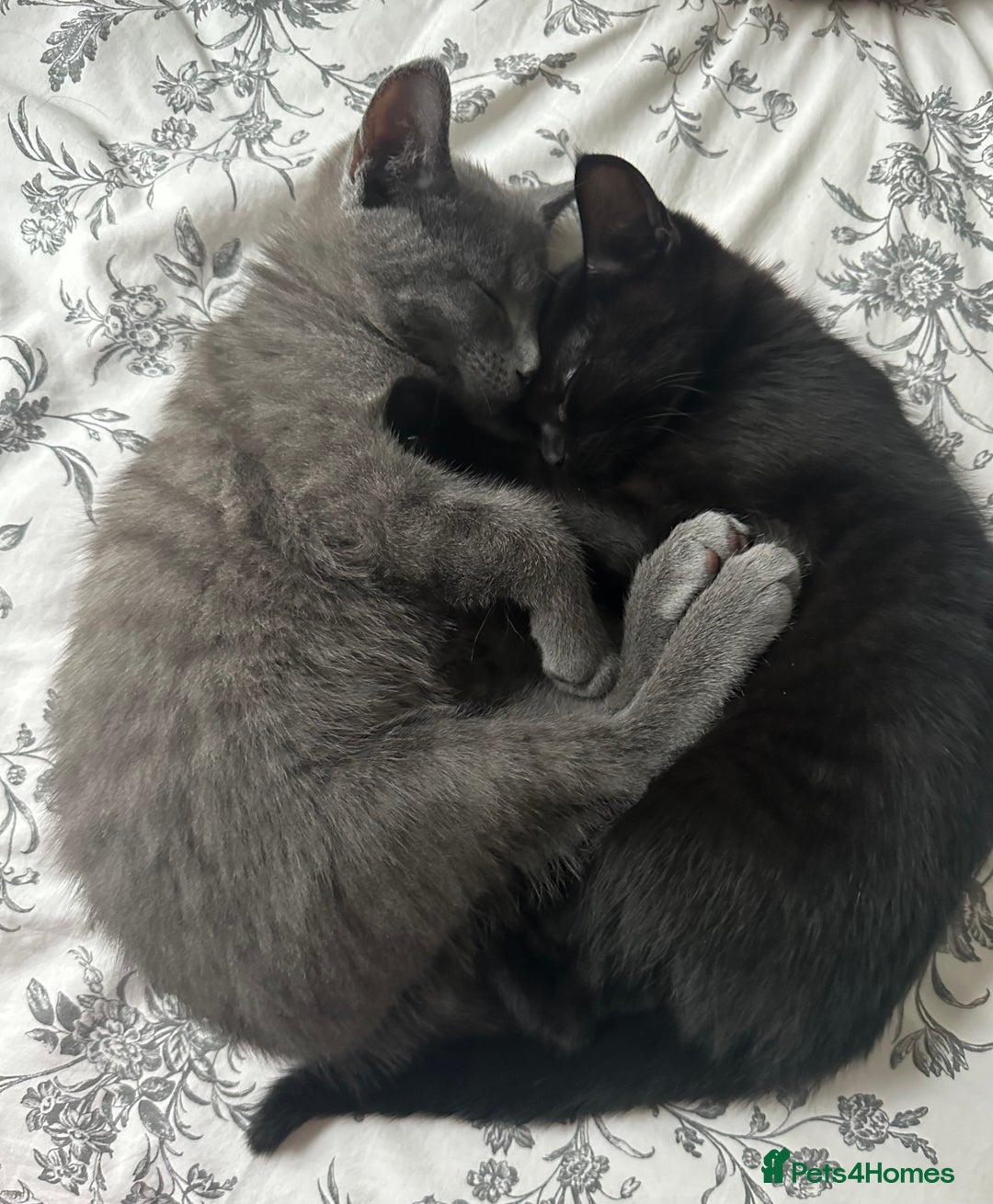 Mixed Breed cats for sale: Gorgeous and playful little Kitten - Advert 2