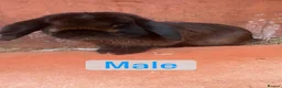 Mini Lop rabbits for sale: Female/ male mini lop - Advert 3