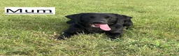 Labrador Retriever dogs for sale: Beautiful Labrador retrievers    - Advert 13