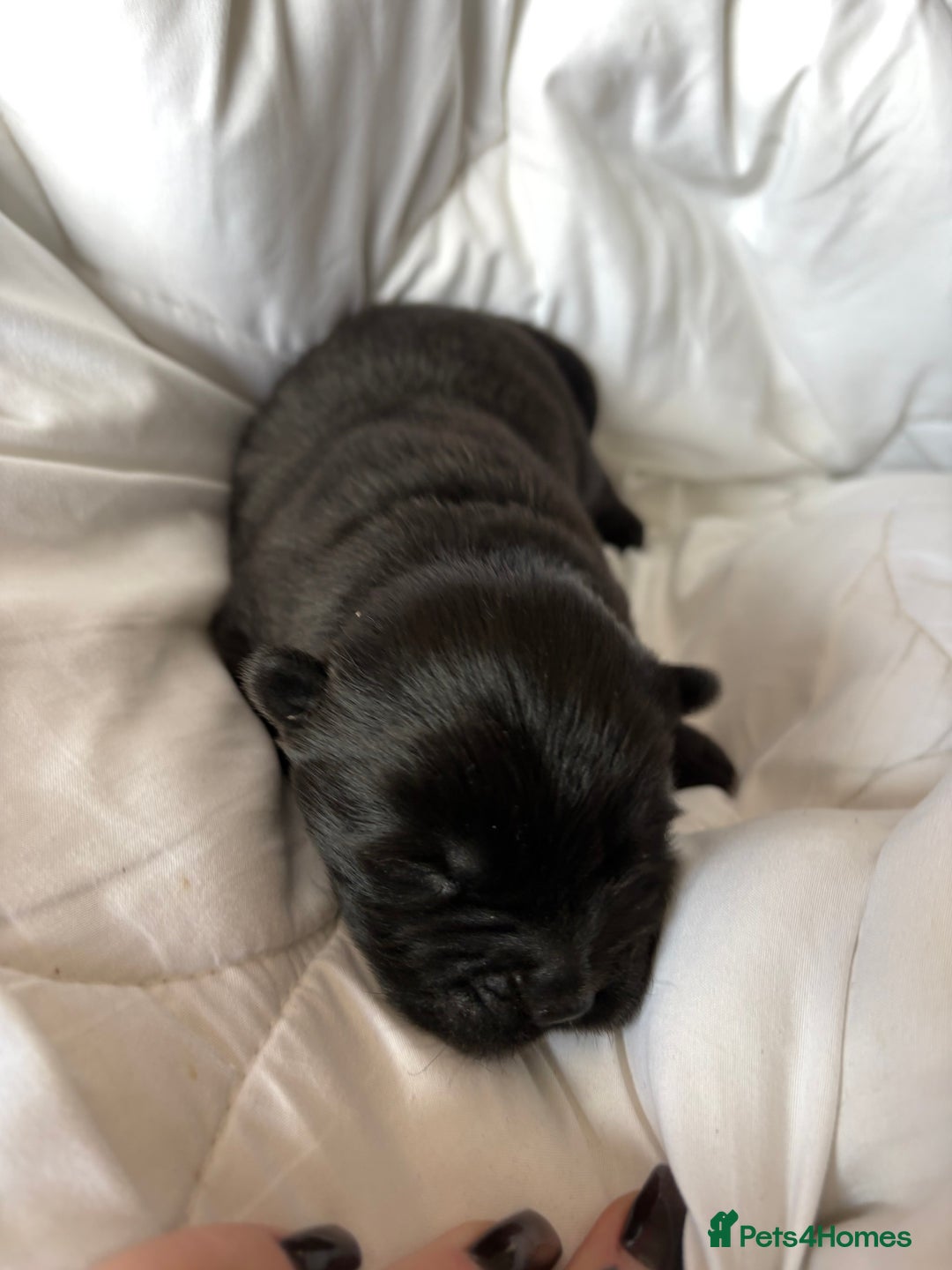 Chow Chow dogs for sale: Baby chow chows  - Image 11