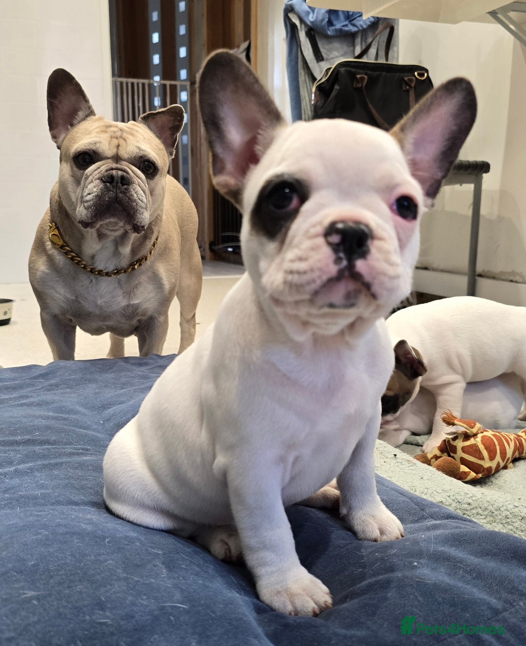 French Bulldog dogs for sale: Adorable Frenchie Puppies Seeking Forever Homes - Image 4