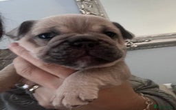 Mixed Breed dogs for sale: Beautiful freelance bulldogs  - Advert 23