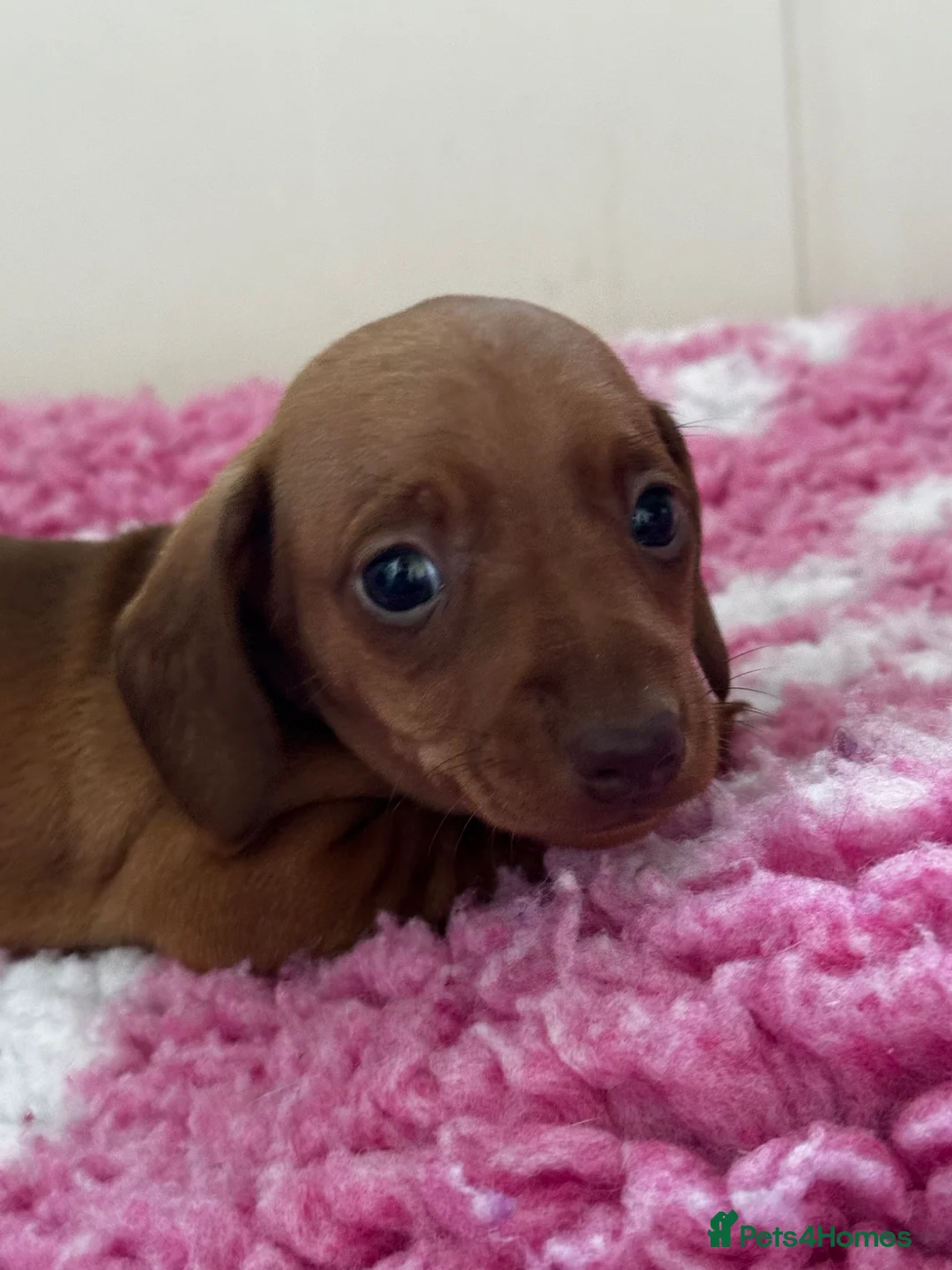 Miniature Dachshund dogs for sale: Kc reg/PRA clear mini red boy - Advert 2