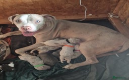 Mixed Breed dogs for sale: Staffy x American bulldog puppies - Image 2