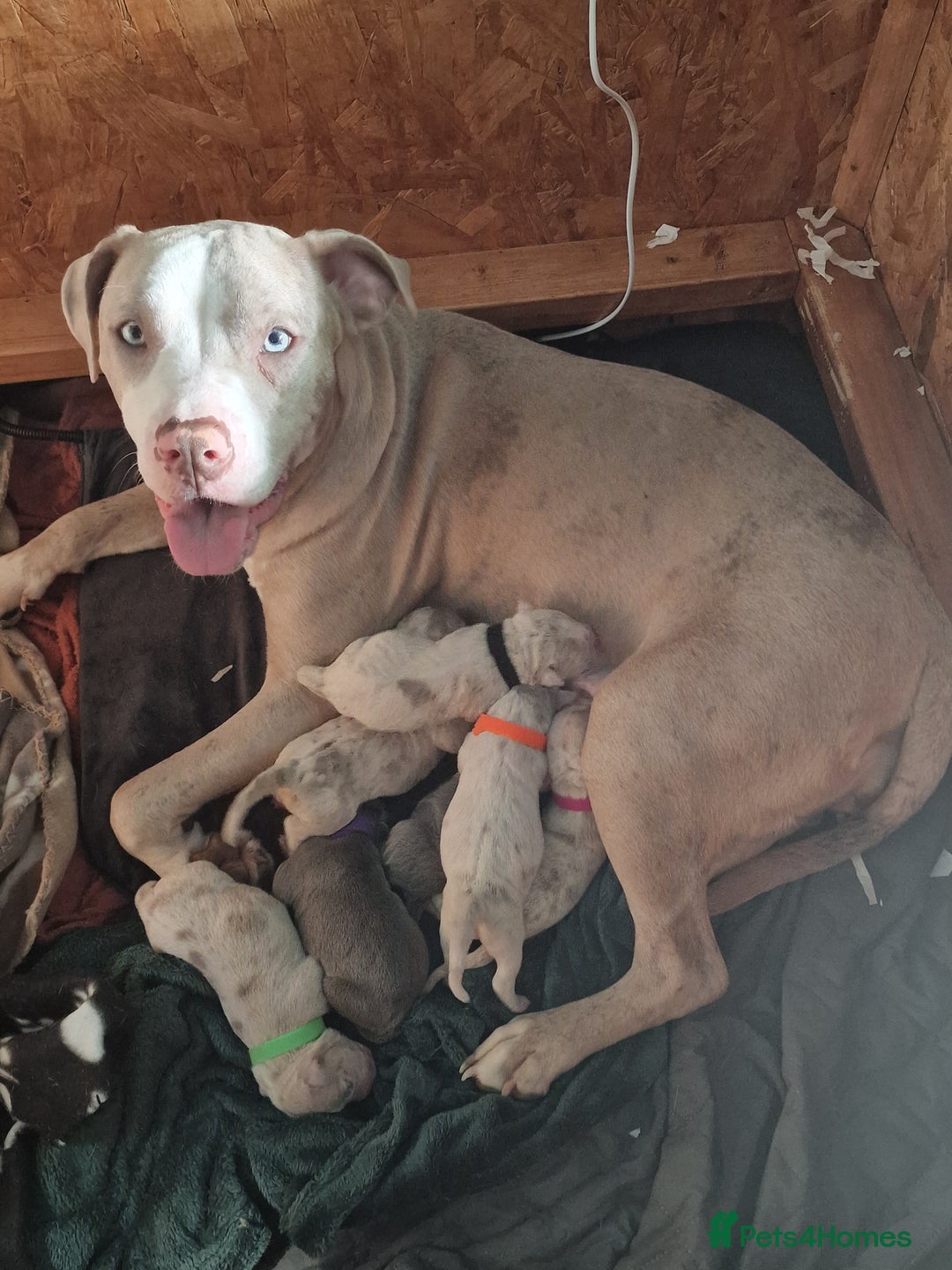 Mixed Breed dogs for sale: Staffy x American bulldog puppies - Image 2