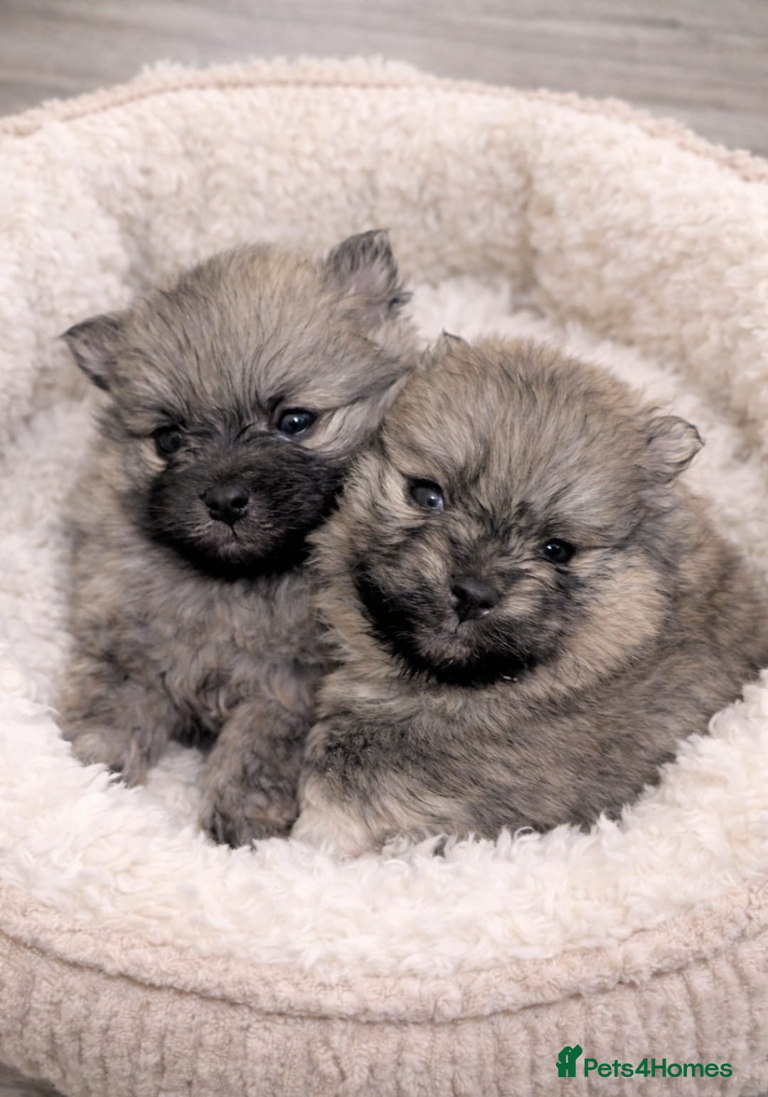 Pomeranian dogs for sale: Stunning fluffy balls  - Advert 3