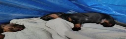 Dobermann dogs for sale: Dobermann puppies - Advert 8