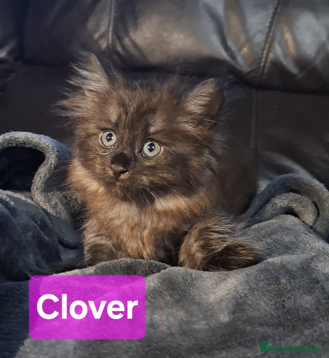 Siberian cats for sale: 2 Female Siberian kittens still available  - Image 2