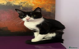 Mixed Breed cats for adoption: 14 week old bonded pair of rescue kittens - Image 3