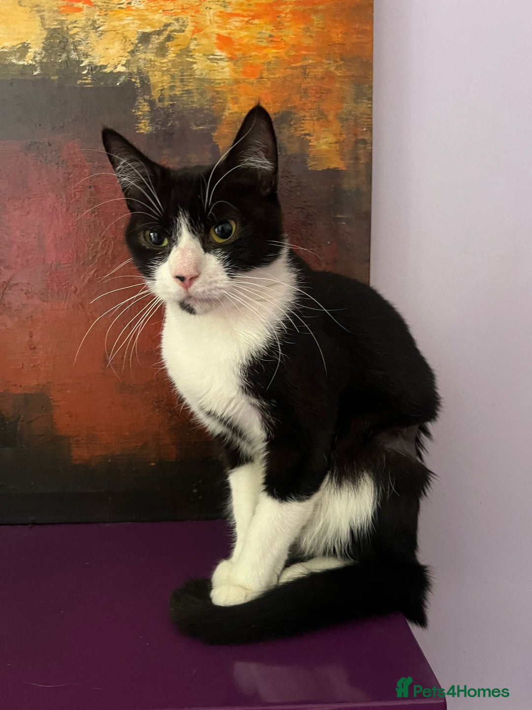 Mixed Breed cats for adoption: 14 week old bonded pair of rescue kittens - Image 3