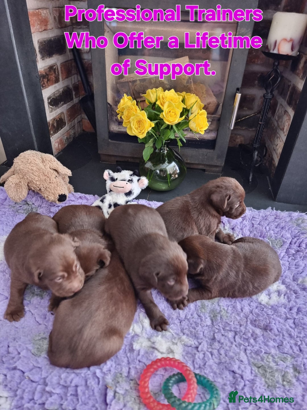 Labrador Retriever dogs for sale: Beautiful Chocolate Labrador Puppies. - Image 2