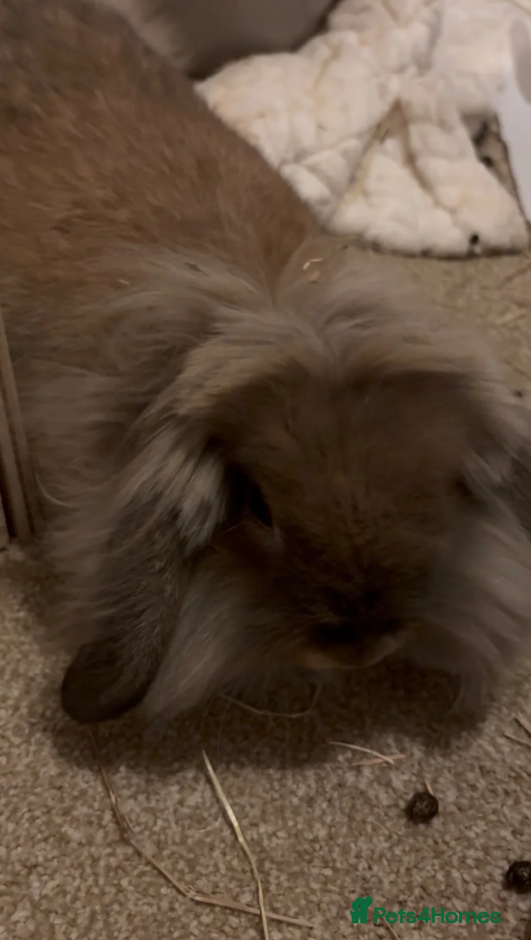 Lionhead rabbits for sale: lottie the lionhead - Advert 2